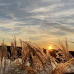 Couché de soleil derrière un champ de blé