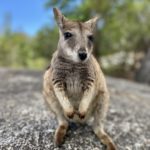 Portrait d'un wallaby des rochers endémique au nord-est de l'Australie